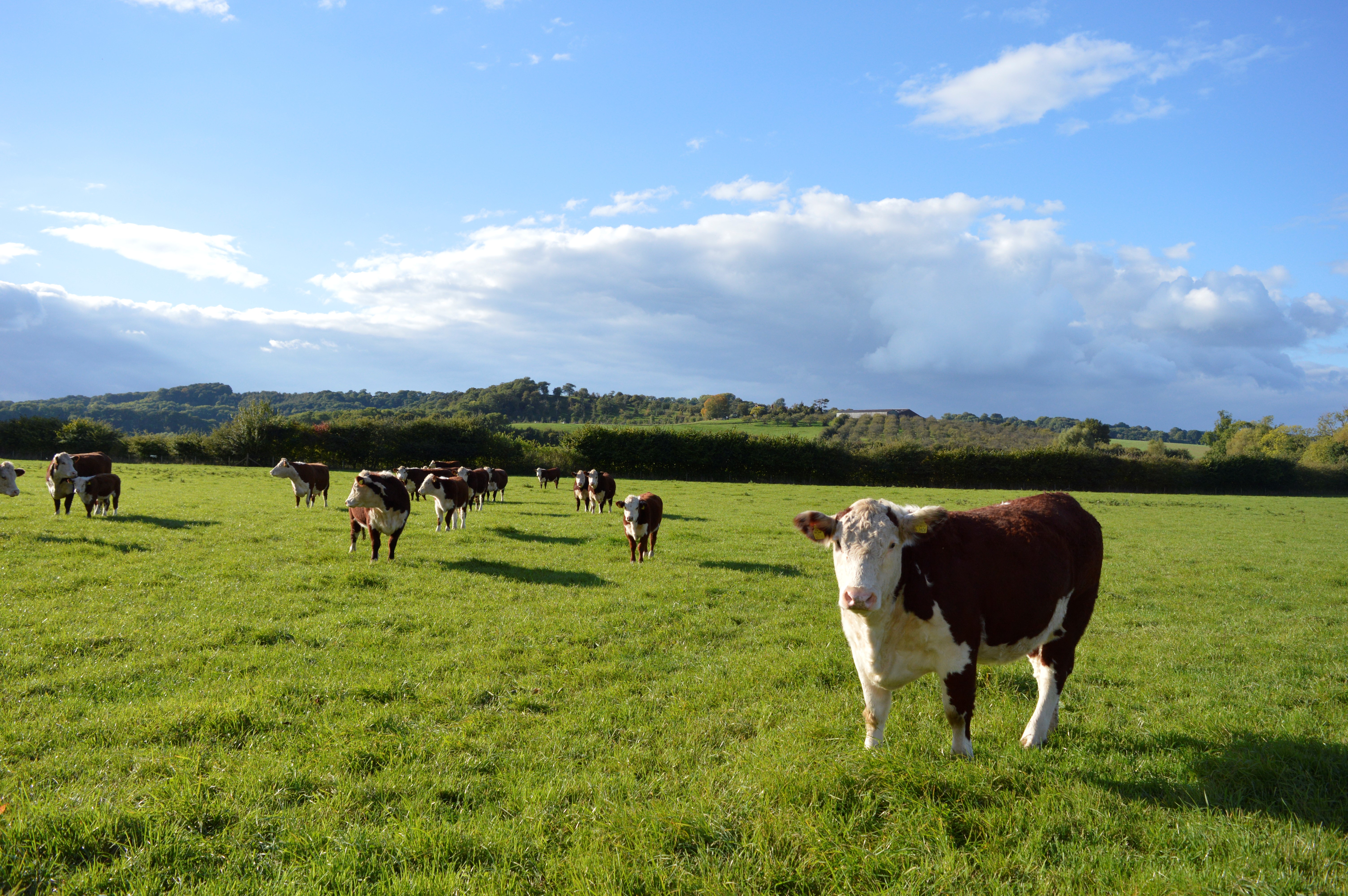 Pedigree Hereford cattle at Hopnest Farm