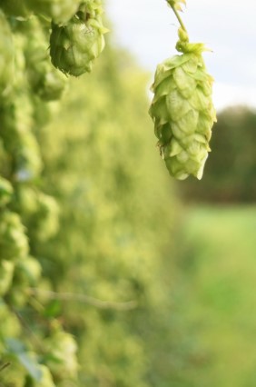 Organic hops fields in Worcestershire